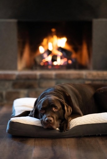 A chocolate Labrador retriever resting comfortably on a quilted orthopaedic dog bed in front of a warm, glowing fireplace.